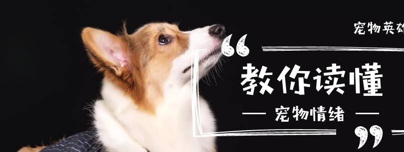 猫咪外来猫咪很享受，本土猫咪却在流浪，让它们流浪的4个原因