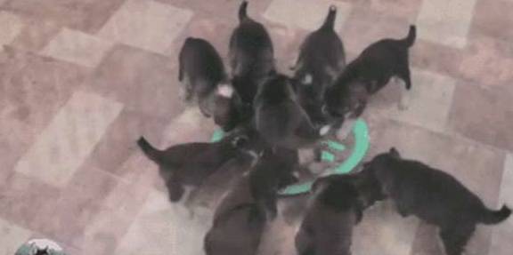 母犬二哈一口气生了9只宝宝，可以组建一支“拆迁队”了，萌化网友心