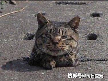 下水狸花猫被卡下水口，橘猫赶紧过来“解救”，这方式也太狠了！