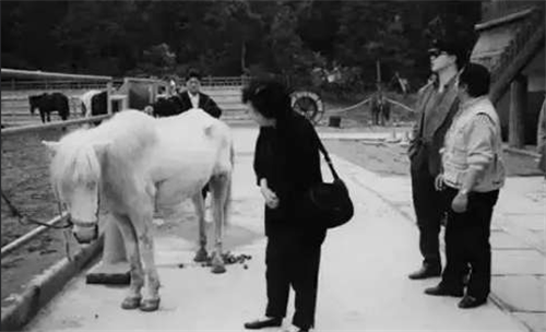 白龙马|拍完86版西游记后，饰演“白龙马”的那匹白马，最终结局如何？