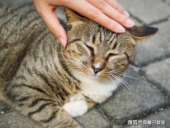 下水狸花猫被卡下水口，橘猫赶紧过来“解救”，这方式也太狠了！