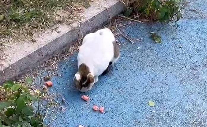 流浪猫妈妈拦住路人:能给我一些食物吗?一点点就好,孩子们很饿 流浪猫妈妈拦住路人:能给我一些食物吗?一点点就好,孩子们很饿