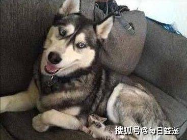 小花猫二哈捡来一只小花猫，揣在怀里当宝贝，网友：转性了？