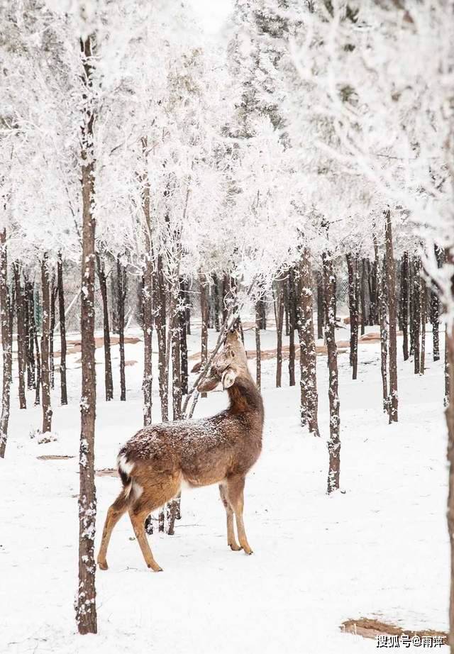 伏羲山|踏歌而行，遇见雪中的伏羲山冰雪与森林小鹿