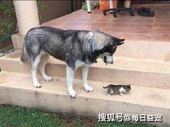 小花猫二哈捡来一只小花猫，揣在怀里当宝贝，网友：转性了？