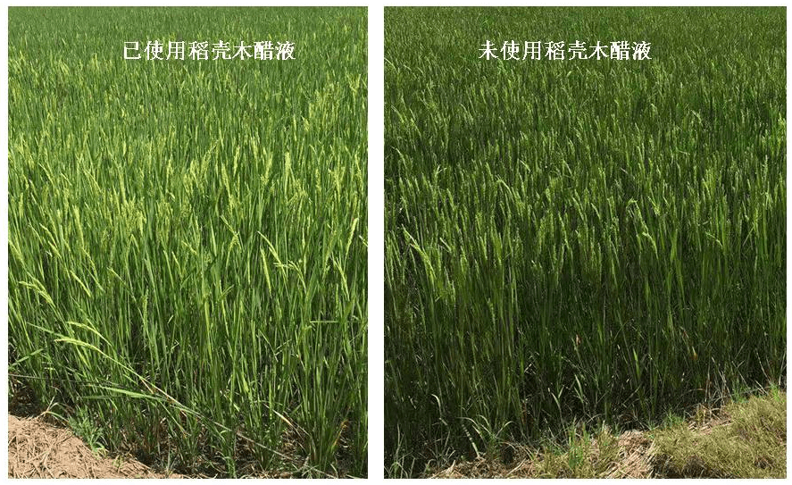 植物|稻壳醋液，植物生长调节，活性炭厂家推荐：江西金糠新材料科技公司