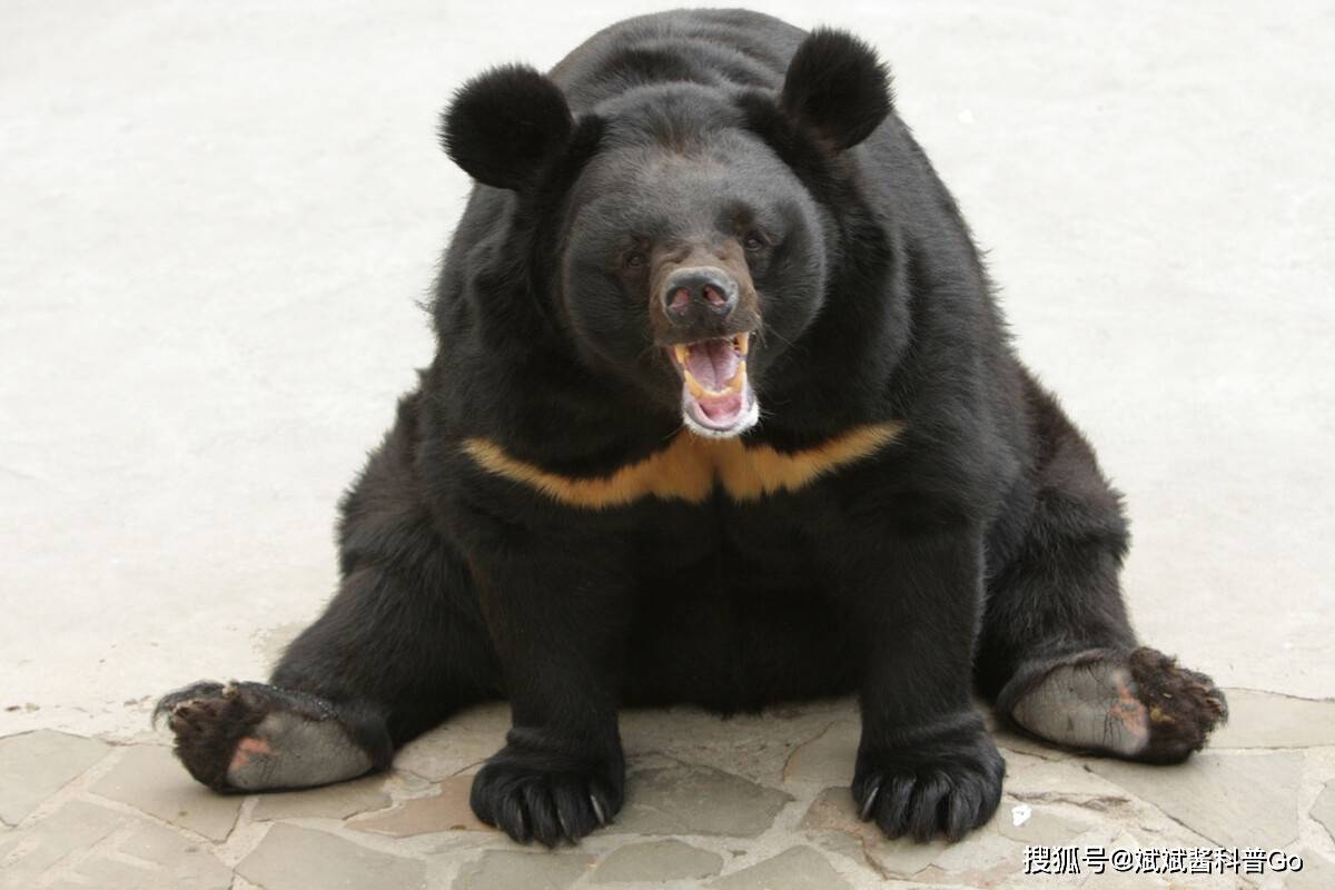 实力“熊厚”！635公斤胖熊成为年度最胖熊，也是世界最胖熊之一 - 知乎