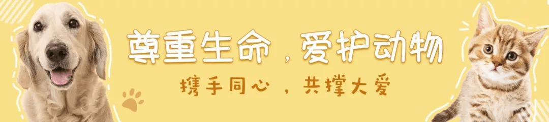 正餐|请正确给你的宠物喂零食