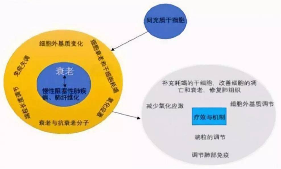 治疗|一文读懂:间充质干细胞治疗慢阻肺的原理