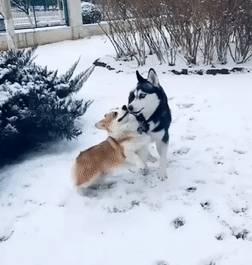 因为二哈和柯基雪地PK，柯基被一爪子拍翻在地，二哈：下雪还敢跟我玩