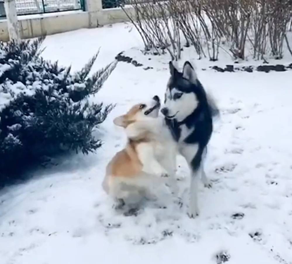 因为二哈和柯基雪地PK，柯基被一爪子拍翻在地，二哈：下雪还敢跟我玩