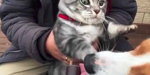 猫咪|头铁狗狗抢零食，猫咪瞬间被气疯，表情笑趴铲屎官！
