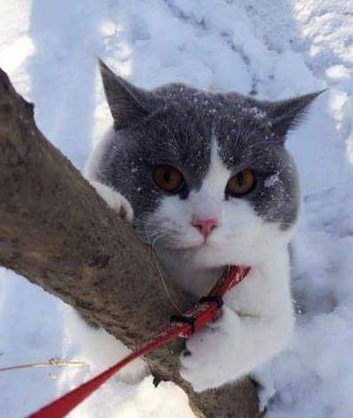 猫咪怎么才能香香的 d0221c422b77438bb16abf63fa50c7a7.jpeg