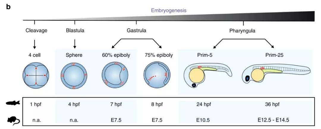 同時,也突出了人類和斑馬魚胚胎髮育過程中表觀遺傳修飾的關鍵差異,有