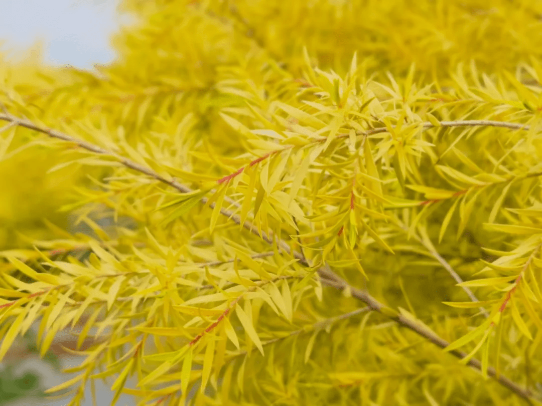 千层金树花语为"与众不同",是一种寓意富贵发财的吉祥植物,主要用于配