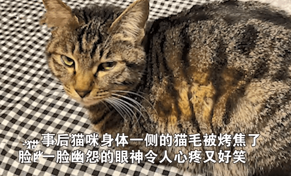 猫咪男子打开取暖器，隔了会却闻到一股糊味，低头一看：你也太憨了吧？