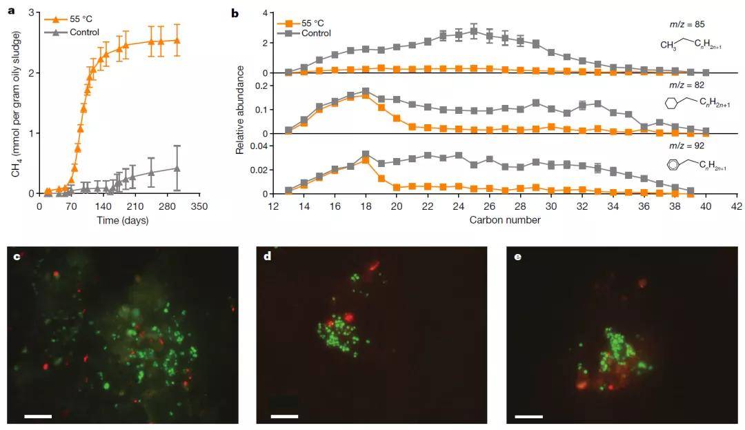 油田样品的长时间富集培养,获得了一类新型的产甲烷古菌(candidatus
