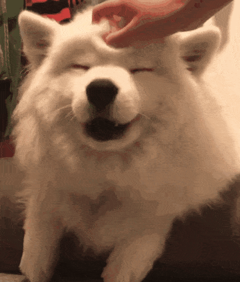 奖励|抚摸狗狗脑袋时，其实它并不是在表达爱意!