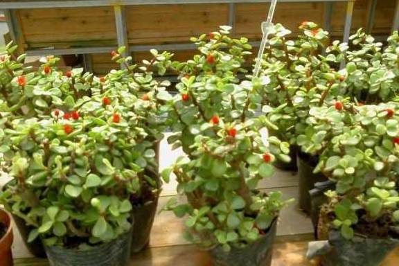 怎么养金枝玉叶才能出锦 c36b71366a1b4162b3b4fb298587e7eb.jpeg