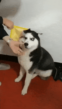 ЦGIFȤͼ 