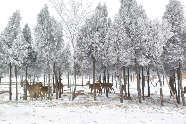 伏羲山|被冰雪装扮的云上牧场美成童话世界 郑州人冬日游玩嗨翻天