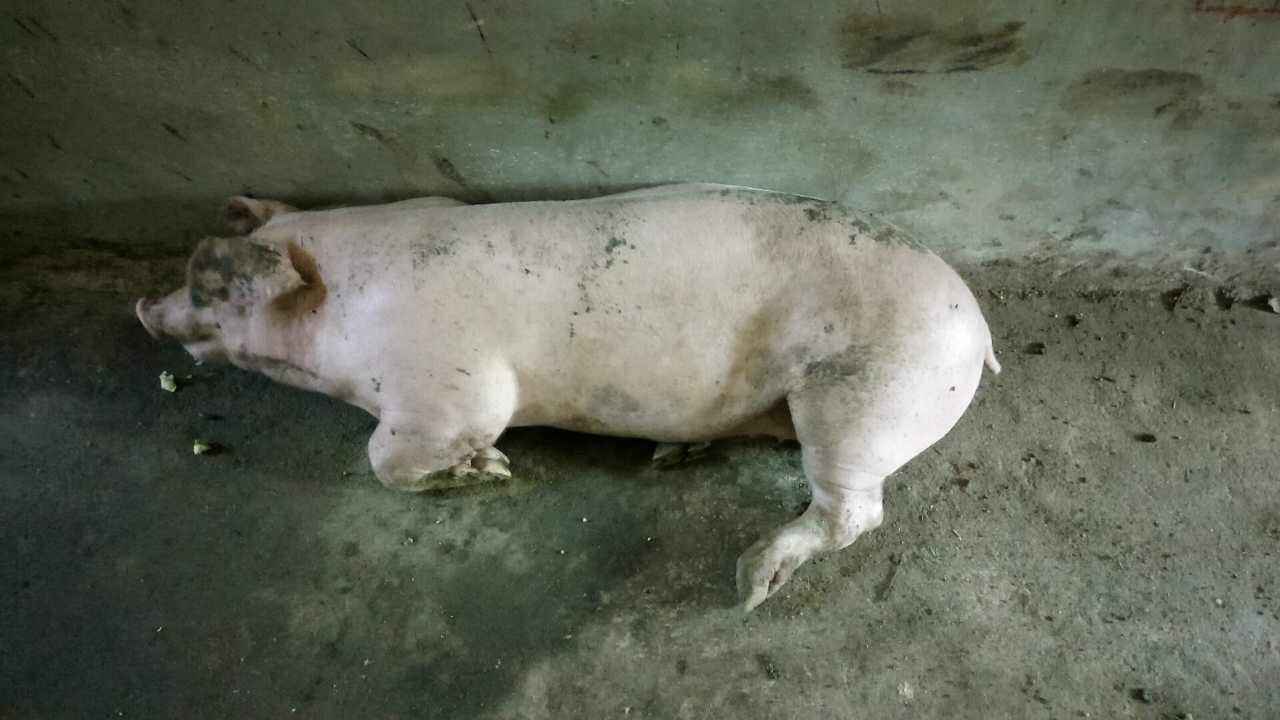 原创猪烂蹄子是什么病猪蹄底部腐烂是怎么回事这3种病危害很大
