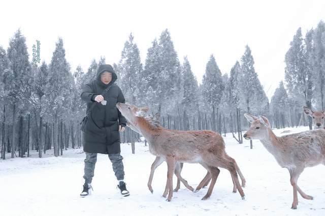 伏羲山|被冰雪装扮的云上牧场美成童话世界 郑州人冬日游玩嗨翻天