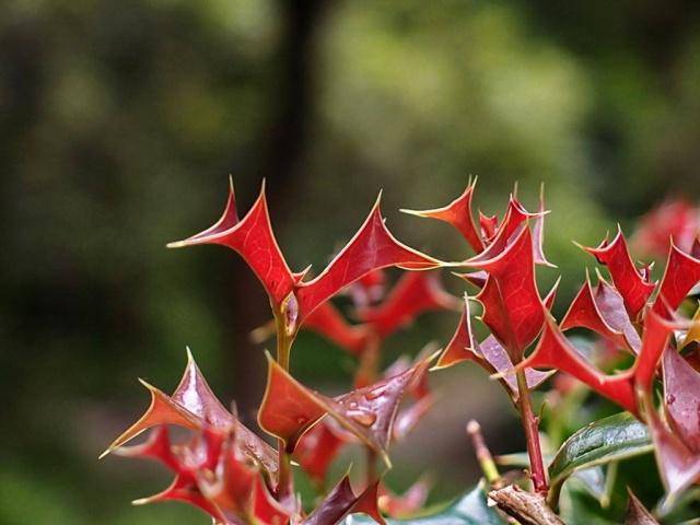 农村一种植物,鸟见到就飞走,人称"鸟不宿",价值很高_叶片_鸟儿_地方