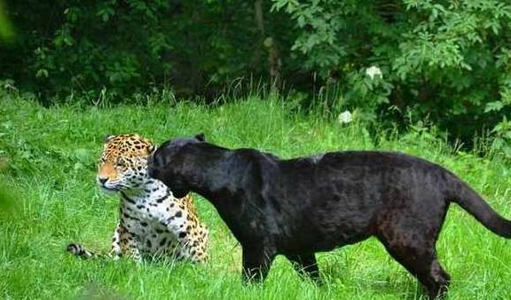 珍稀黑豹现身肯尼亚，英国摄影师拍下高清照片，原来漫威没有骗人_黑色_动物园_黑化