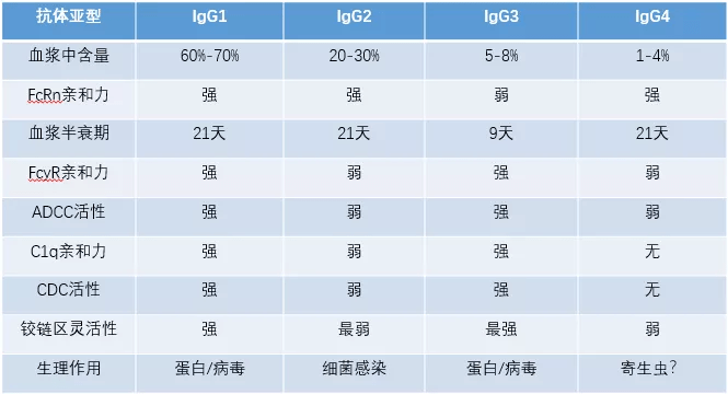 免疫球蛋白指标图片