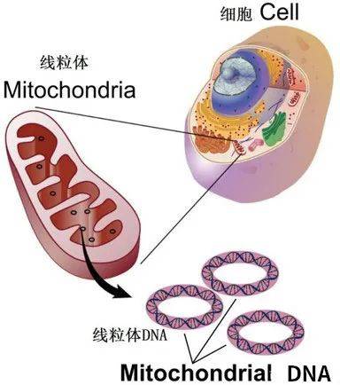 粒體腦肌病伴乳酸酸中毒和卒中樣發作(mitochondrial encephalopathy