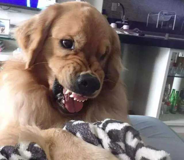 主人|别逃避了!狗狗对你有这些行为，是真的讨厌你了!