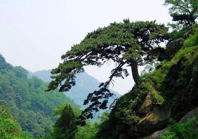 泰山作为五岳之首，每年都有无数人去那里一览壮丽之景。