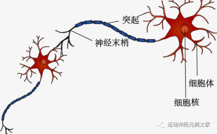 上肢|运动神经元现如今如何治疗？马上过年了！给家属看看病！