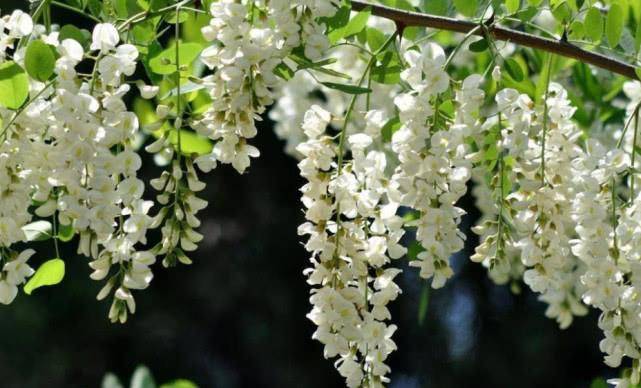 功效|生长在树上的“豆角”,曾是农村娃爱吃的零食,如今吃过的人很少