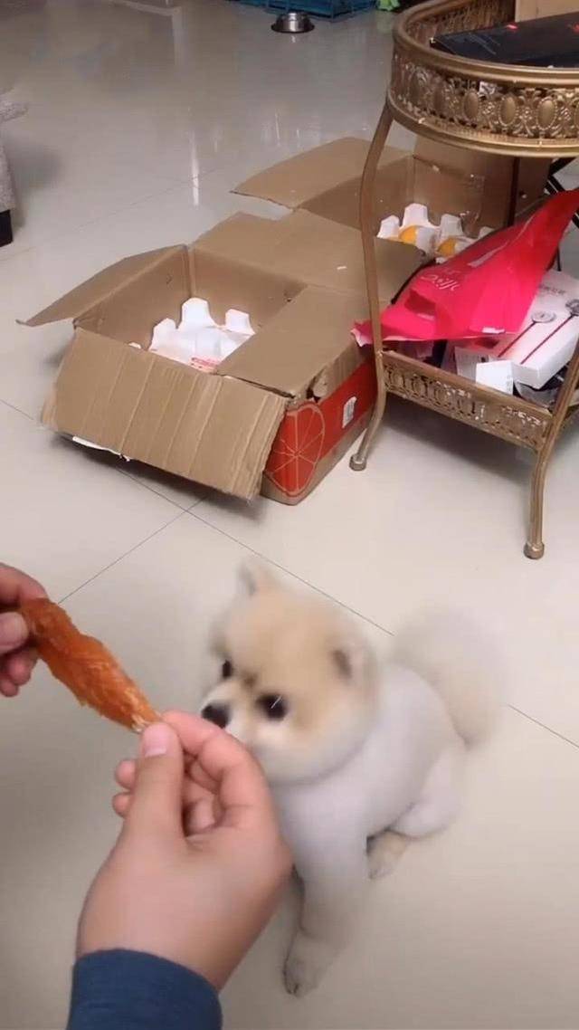 实在太|男子用零食调戏狗,狗表情让人瞬间笑喷,狗:这么做是不是过分了