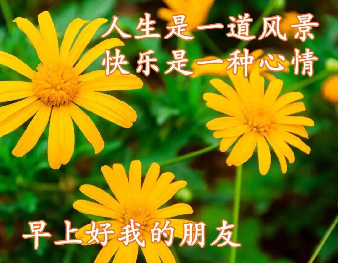 7張早上好鮮花動畫圖片帶祝福語 2022最美冬日早安問候祝福圖片鮮花帶