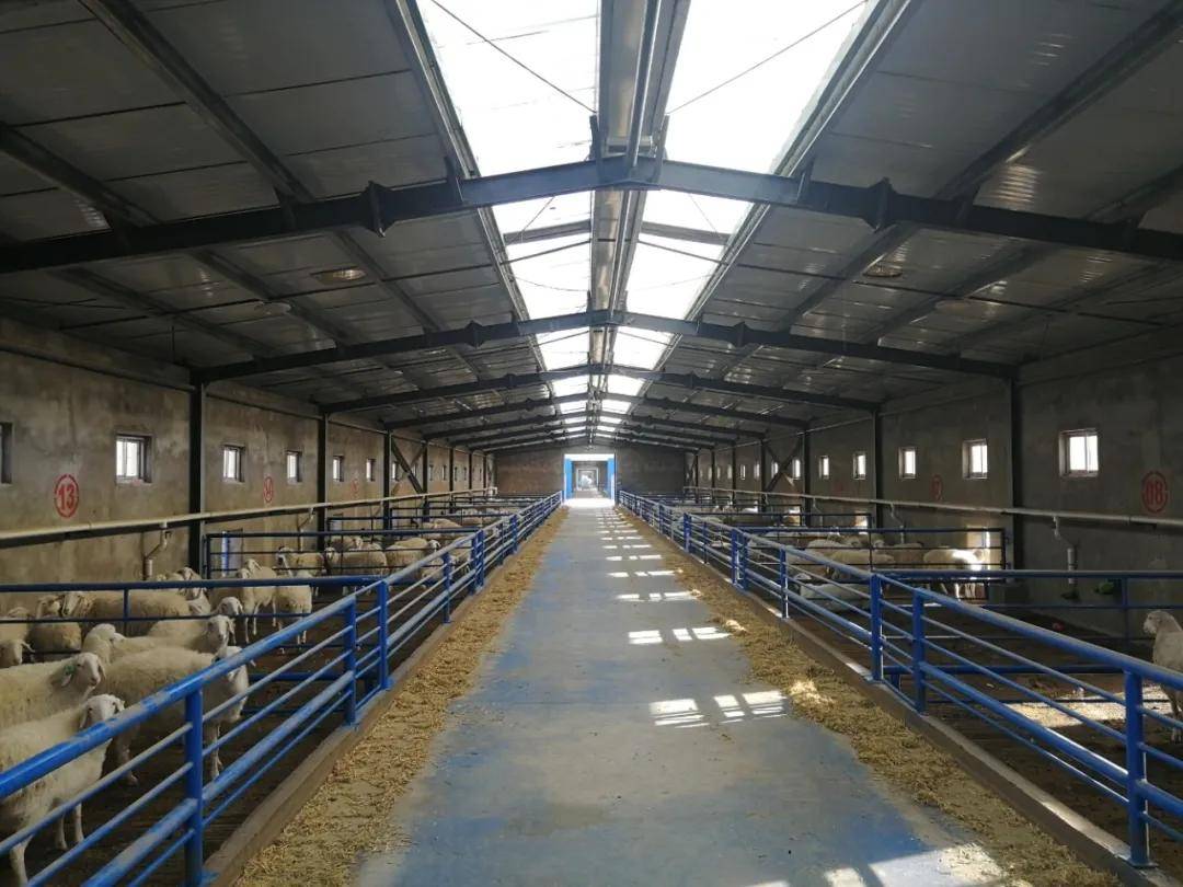 种羊场_湖羊_纯种