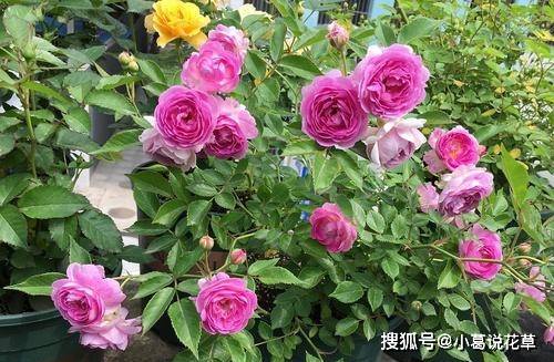 6ebc5d81ea8c45f39dcfd4e68eb675ab.jpeg