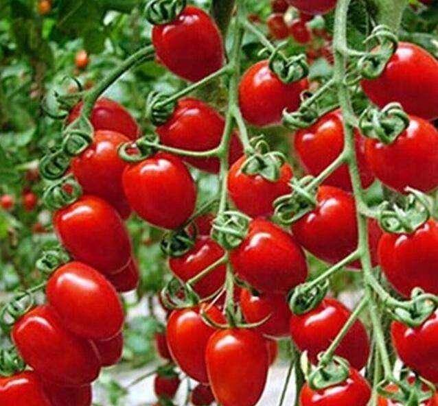 海苔|老年人餓了能吃零食嗎？不是所有零食都是壞的，有幾種可以常吃