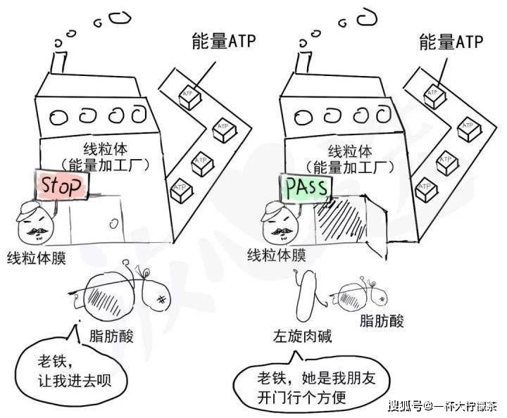 氧化|这个冬天不长肉！这个小诀窍要学会，搭配正确的左旋肉碱才能实现减脂的小目标