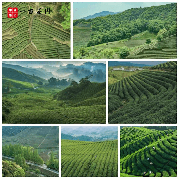 茶叶|一亩茶园：传颂茶的不朽篇章