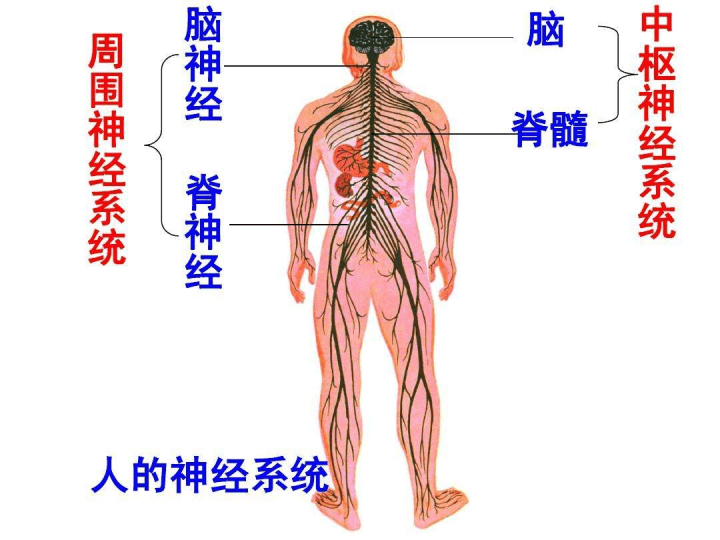 周圍神經系統(腦神經 脊神經)中樞神經系統(腦 脊髓)神經系統,是由