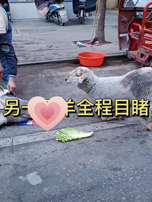 原创男子在街边宰羊时另1只羊目睹后下跪能不能放了同伴
