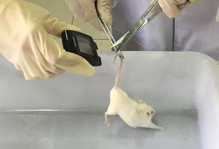 动物实验小鼠失血性贫血模型飞凡检测