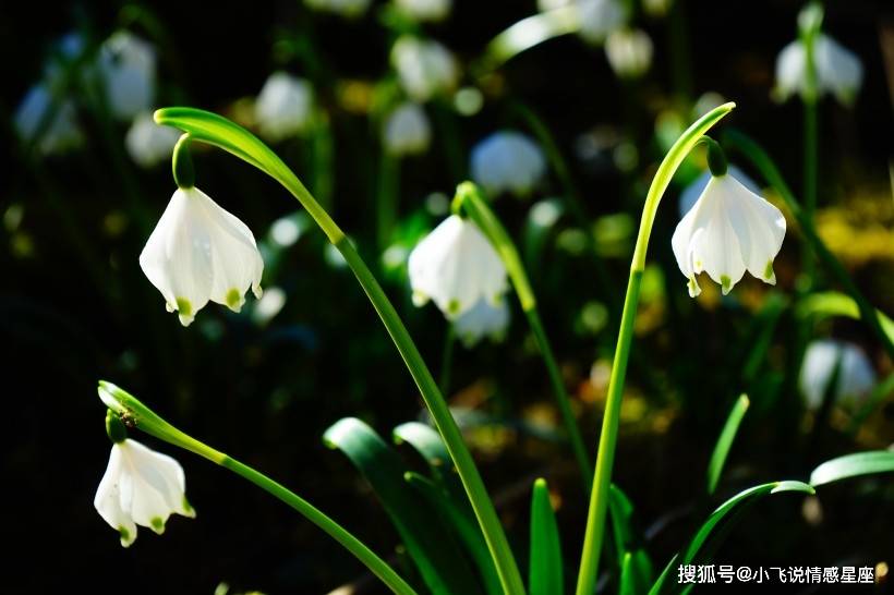 1月緣分桃花順利綻放期待邂逅正緣的3大生肖