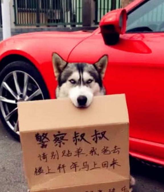 摩托车狗子坐摩托车后座，姿势撩人，网友：不管走到哪，你都是焦点~