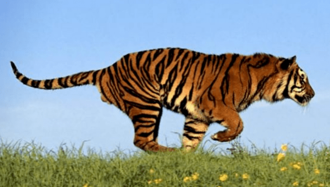 怎么画老虎 b4d82f2e2aa14e2097c717abe4fdf53a.png