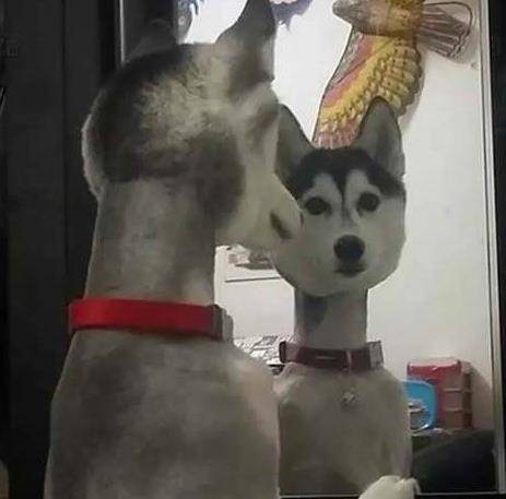 怎么才能不长毛 d052b40d80e8479497030901dc8ba789.jpeg