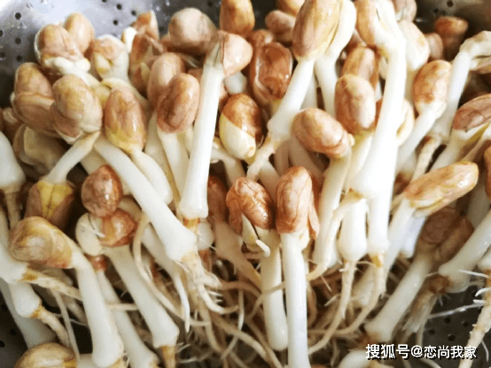 原創你會培育芽菜嗎只要一個瀝水果盒三種營養豆芽蔬菜過年不用買